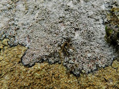 Lecanora saxigena