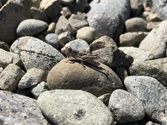 Phaulacridium otagoense