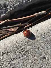 Coccinella septempunctata