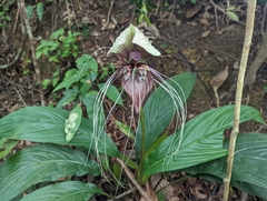 Tacca integrifolia