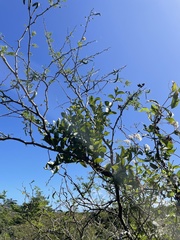 Dendropemon caribaeus