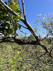 Dendropemon caribaeus