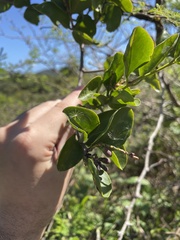 Dendropemon caribaeus