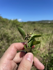 Dendropemon caribaeus