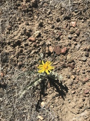 Crepis occidentalis