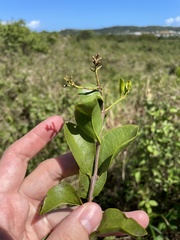 Dendropemon caribaeus