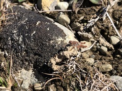 Phaulacridium otagoense