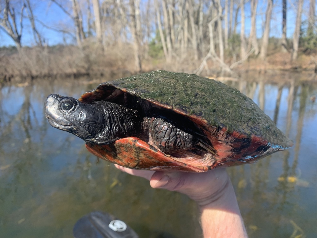 Northern Red-bellied Cooter from Rewastico Pond, Hebron, MD, US on ...