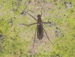 Clinocerinae