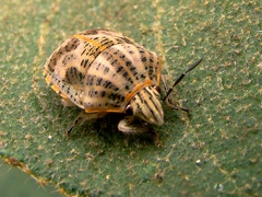 Polytes lineolatus