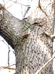 Certhia brachydactyla