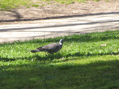 Columba palumbus