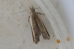 Mesophleps adustipennis