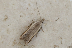 Mesophleps adustipennis