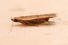Mesophleps adustipennis