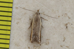 Mesophleps adustipennis