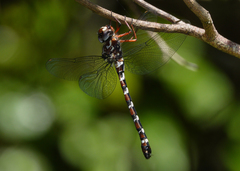 Austroaeschna christine