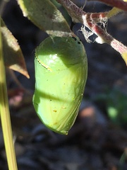 Danaus plexippus