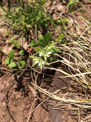 Cerastium holosteoides