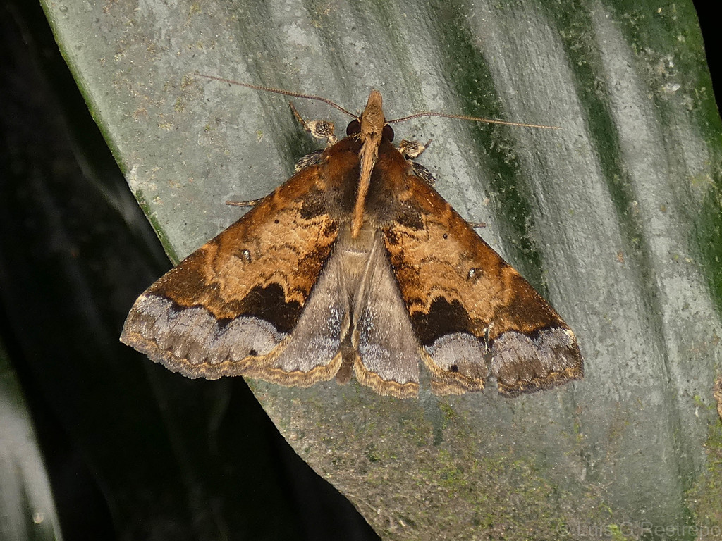 Scopifera menippusalis