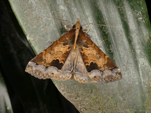 Scopifera menippusalis