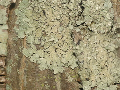Crespoa crozalsiana