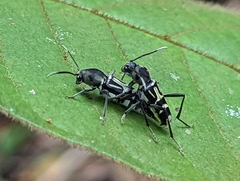 Xylotrechus javanicus