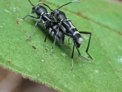 Xylotrechus javanicus