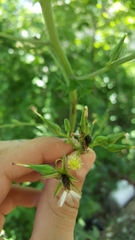 Lactuca canadensis