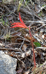 Sprekelia formosissima