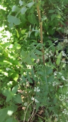 Lactuca canadensis