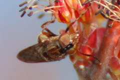 Copestylum chalybescens