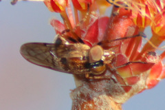 Copestylum chalybescens