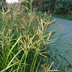 Cyperus rotundus