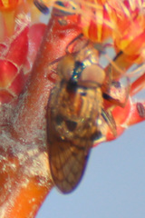 Copestylum chalybescens