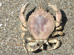 Pseudocorystes sicarius