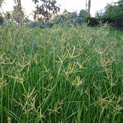 Cyperus rotundus