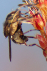 Copestylum chalybescens