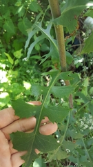 Lactuca canadensis