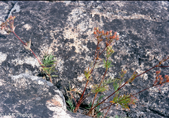 Potentilla bimundorum