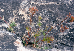 Potentilla bimundorum