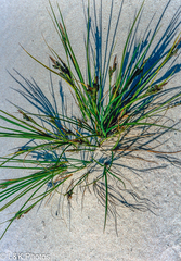 Carex lenticularis
