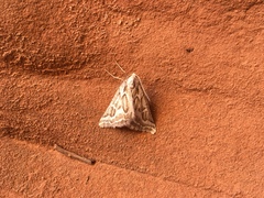Plataea trilinearia