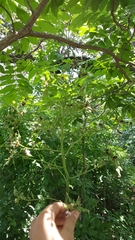 Lactuca canadensis