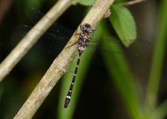 Austroaeschna christine