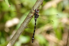 Austroaeschna christine