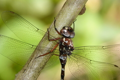 Austroaeschna christine