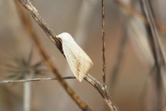 Amolita obliqua