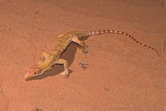 Varanus griseus griseus