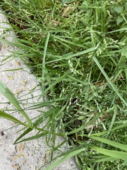 Poaceae